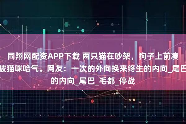 同翔网配资APP下载 两只猫在吵架，狗子上前凑热闹，结果被猫咪哈气。网友：一次的外向换来终生的内向_尾巴_毛都_停战